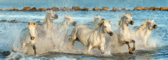 Déco Chevaux de Camargue